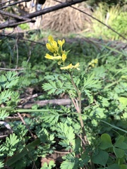 Corydalis micrantha
