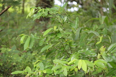 Monanthotaxis caffra