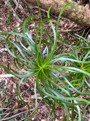 Lomandra insularis