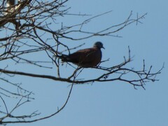 Streptopelia tranquebarica