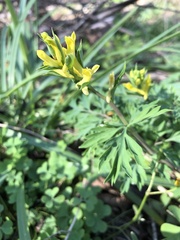 Corydalis micrantha