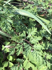 Corydalis micrantha