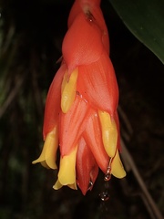 Guzmania jaramilloi