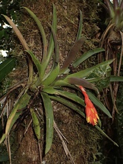 Guzmania jaramilloi