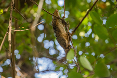 Heliosciurus gambianus