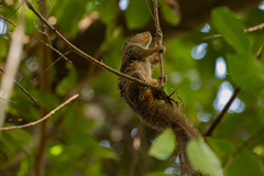 Heliosciurus gambianus