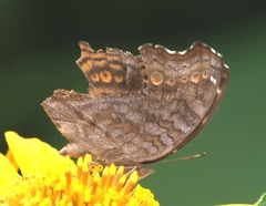 Junonia chorimene