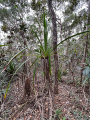 Pandanus lacuum