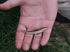 Percina nigrofasciata