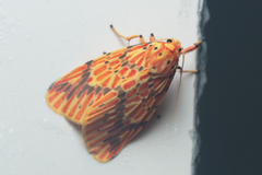 Barsine striata