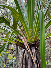 Pandanus lacuum