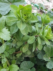 Euphorbia helioscopia