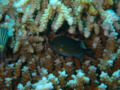Chromis flavaxilla