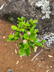 Codia nitida
