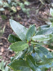 Berberis serrato-dentata