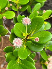 Codia nitida