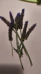 Lavandula
