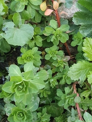 Euphorbia helioscopia