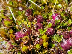 Lobelia angulata