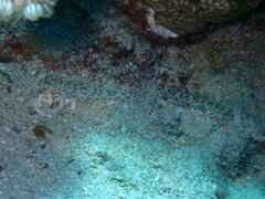 Istigobius decoratus