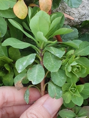 Euphorbia helioscopia