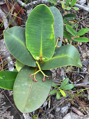 Garcinia amplexicaulis