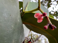 Garcinia amplexicaulis