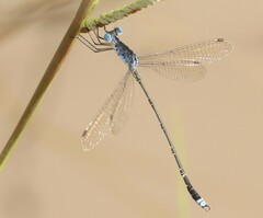 Lestes tridens