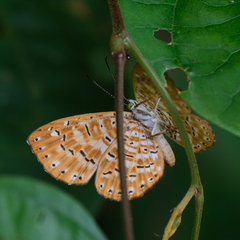 Protonymphidia senta