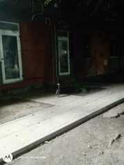 Nycticorax nycticorax