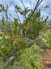 Agathis ovata