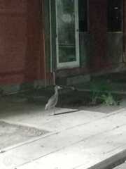 Nycticorax nycticorax