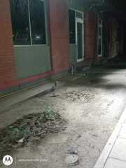 Nycticorax nycticorax