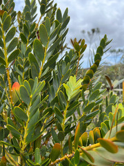 Agathis ovata