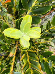 Agathis ovata