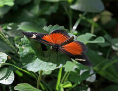 Acraea esebria