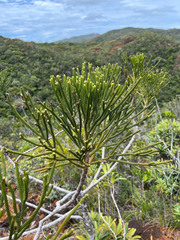 Dacrydium araucarioides