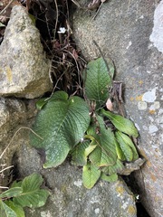 Streptocarpus pentherianus image