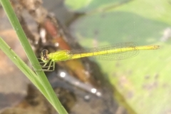 Agriocnemis kalinga