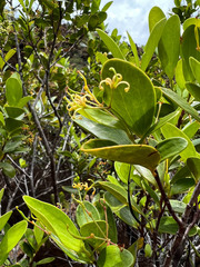 Stenocarpus umbelliferus
