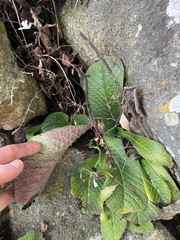 Streptocarpus pentherianus image