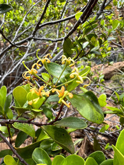Stenocarpus umbelliferus