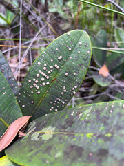 Garcinia amplexicaulis