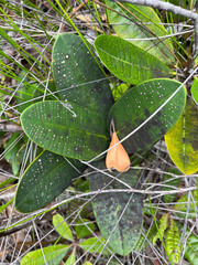 Garcinia amplexicaulis