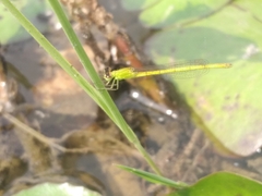 Agriocnemis kalinga
