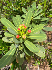 Xanthostemon aurantiacus