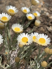 Helichrysum reflexum