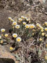Helichrysum reflexum