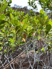Stenocarpus umbelliferus