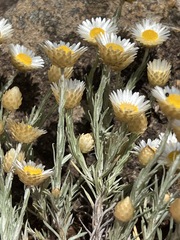 Helichrysum reflexum